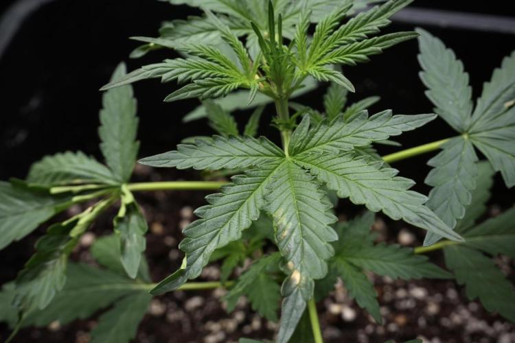 Candy Rain Auto By Zamnesia. Week 4 - Candy Rain Auto side views 
