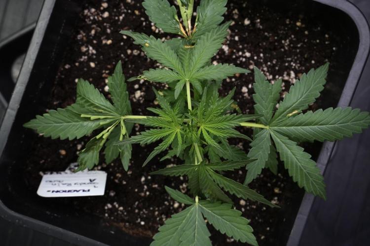 Candy Rain Auto By Zamnesia. Week 4 - Candy Rain Auto Bird views