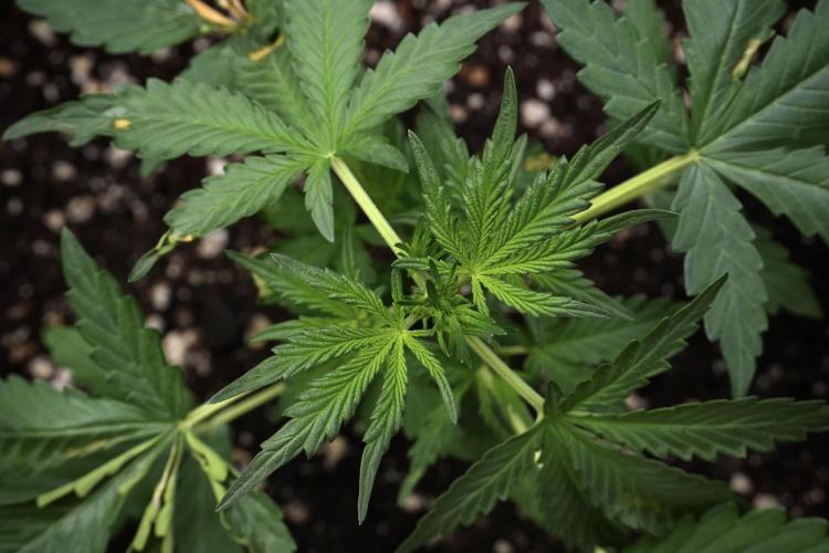 Candy Rain Auto By Zamnesia. Week 4 - Candy Rain Auto Bird views