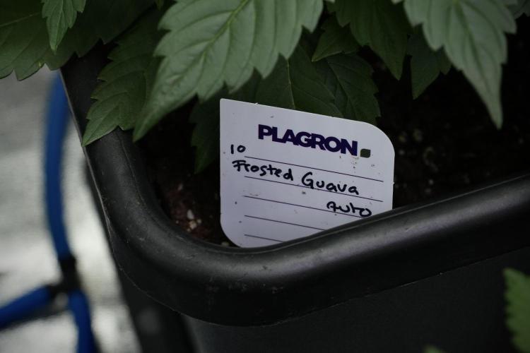 Frosted Guava Auto By Zamnesia Pheno A. Week 4 - Frosted Guava – Plant A 