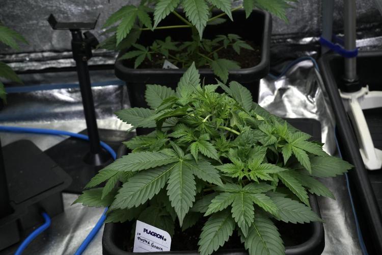 Frosted Guava Auto By Zamnesia Pheno A. Week 4 - Frosted Guava – Plant A | trainings