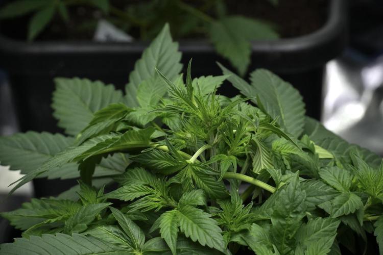 Frosted Guava Auto By Zamnesia Pheno A. Week 4 - Frosted Guava – Plant A | trainings