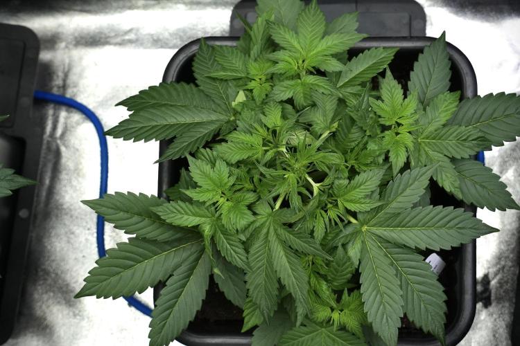 Frosted Guava Auto By Zamnesia Pheno A. Week 4 - Frosted Guava – Plant A | trainings
