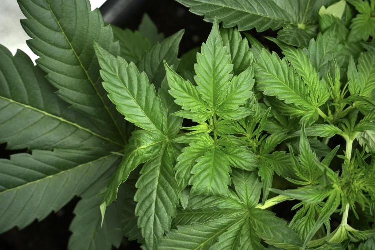 Frosted Guava Auto By Zamnesia Pheno A. Week 4 - Frosted Guava – Plant A | trainings