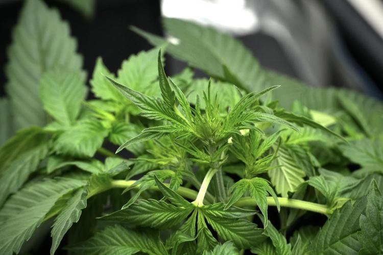 Frosted Guava Auto By Zamnesia Pheno A. Week 4 - Frosted Guava – Plant A | trainings