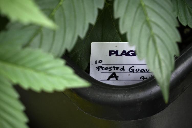Frosted Guava Auto By Zamnesia Pheno A. Week 4 - Frosted Guava – Plant A 