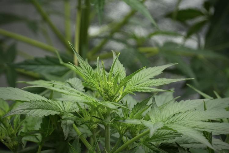 Frosted Guava Auto By Zamnesia Pheno A. Week 4 - Frosted Guava – Plant A 