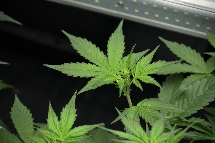 Frosted Guava Auto By Zamnesia Pheno A. Week 4 - Frosted Guava – Plant A 