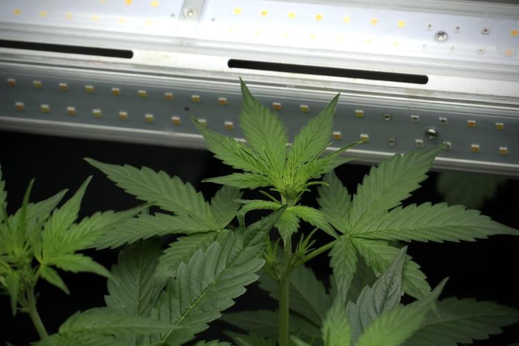 Frosted Guava Auto By Zamnesia Pheno A. Week 4 - Frosted Guava – Plant A 