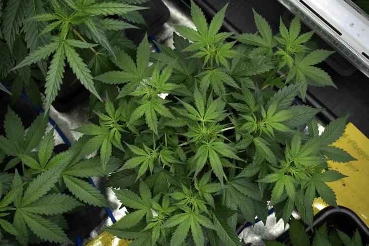 Frosted Guava Auto By Zamnesia Pheno A. Week 4 - Frosted Guava – Plant A 