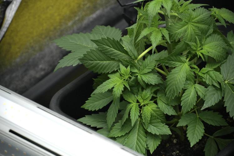 Pheno B Frosted Guava Auto By Zamnesia. Week 4 - Frosted Guava Auto B