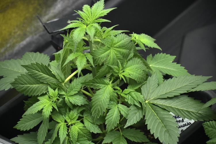 Pheno B Frosted Guava Auto By Zamnesia. Week 4 - Frosted Guava Auto B