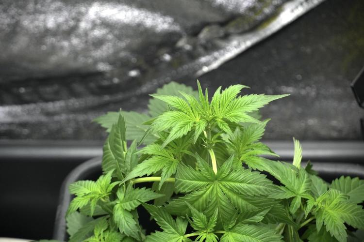 Pheno B Frosted Guava Auto By Zamnesia. Week 4 - Frosted Guava Auto B