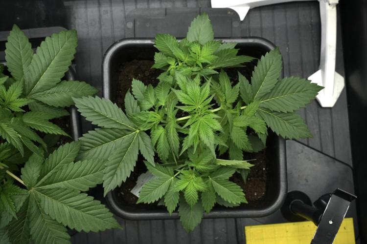 Pheno B Frosted Guava Auto By Zamnesia. Week 4 - Frosted Guava Auto B