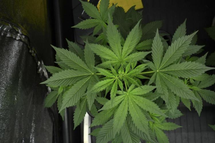 Pheno B Frosted Guava Auto By Zamnesia. Week 4 - Frosted Guava Auto B