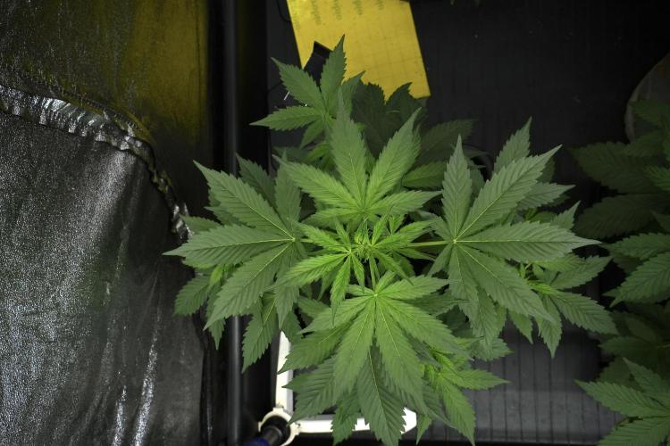 Pheno B Frosted Guava Auto By Zamnesia. Week 4 - Frosted Guava Auto B