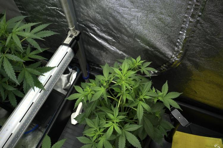 Pheno B Frosted Guava Auto By Zamnesia. Week 4 - Frosted Guava Auto B