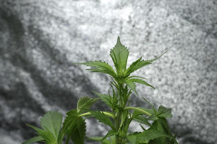Pheno B Frosted Guava Auto By Zamnesia. Week 4 - Frosted Guava Auto B