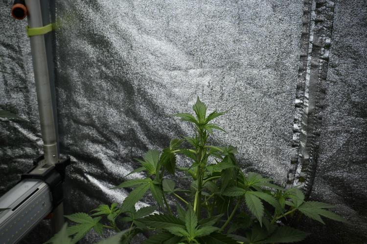 Pheno B Frosted Guava Auto By Zamnesia. Week 4 - Frosted Guava Auto B