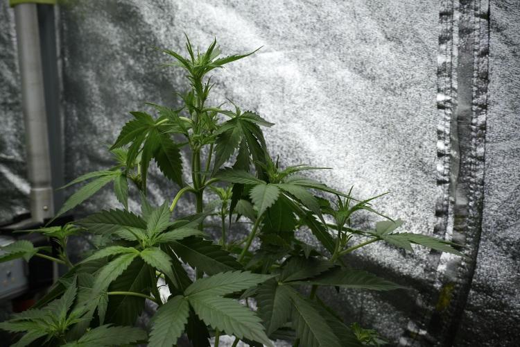 Pheno B Frosted Guava Auto By Zamnesia. Week 4 - Frosted Guava Auto B