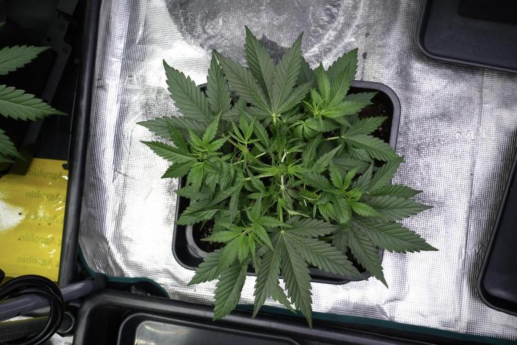 Pink Rosay Auto By Zamnesia Pheno A. Week 4 - Pink Rozay Auto  plant A