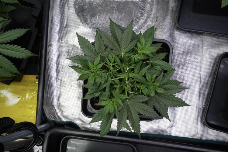 Pink Rosay Auto By Zamnesia Pheno A. Week 4 - Pink Rozay Auto  plant A