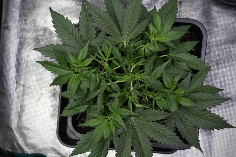 Pink Rosay Auto By Zamnesia Pheno A. Week 4 - Pink Rozay Auto  plant A