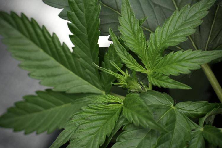 Pink Rosay Auto By Zamnesia Pheno A. Week 4 - Pink Rozay Auto  plant A