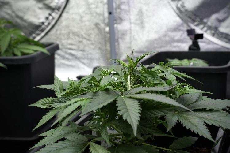 Pink Rosay Auto By Zamnesia Pheno A. Week 4 - Pink Rozay Auto  plant A