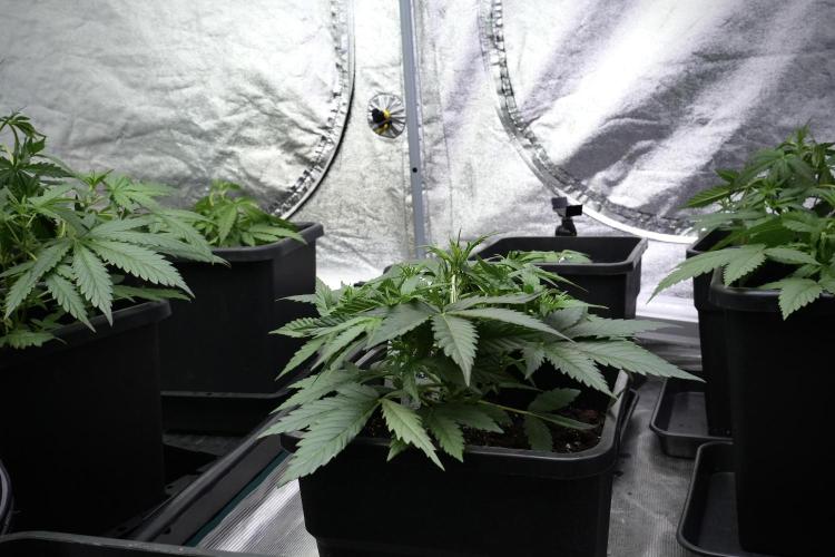 Pink Rosay Auto By Zamnesia Pheno A. Week 4 - Pink Rozay Auto  plant A