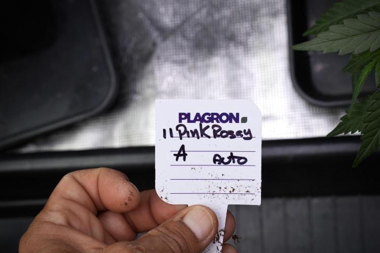 Pink Rosay Auto By Zamnesia Pheno A. Week 4 - Pink Rozay Auto  plant A