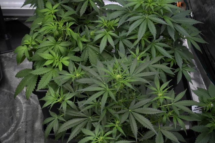 Pink Rosay Auto By Zamnesia Pheno A. Week 4 - Pink Rozay Auto  plant A