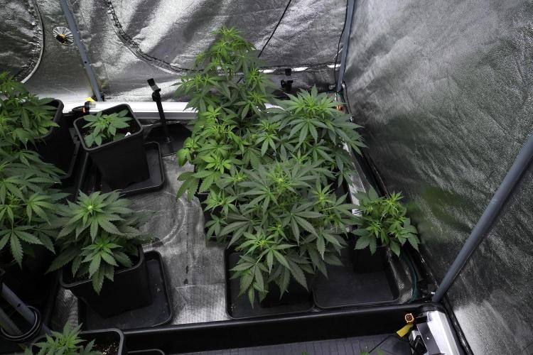 Pink Rosay Auto By Zamnesia Pheno A. Week 4 - Pink Rozay Auto  plant A