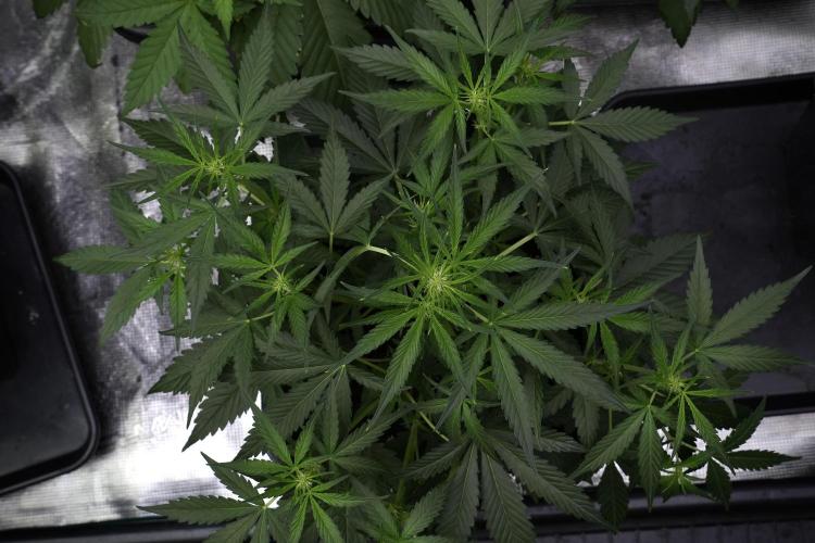 Pink Rosay Auto By Zamnesia Pheno A. Week 4 - Pink Rozay Auto  plant A