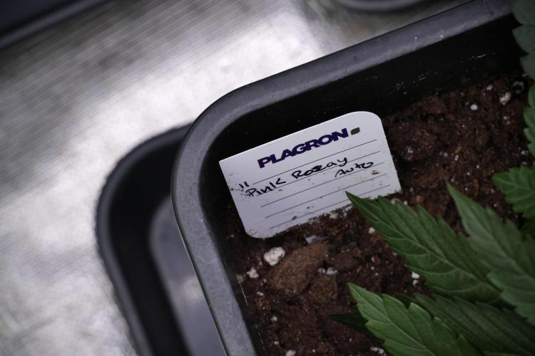 Pheno B Pink Rosay Auto By Zamnesia. Week 4 - Pink Rosay Auto plant B
