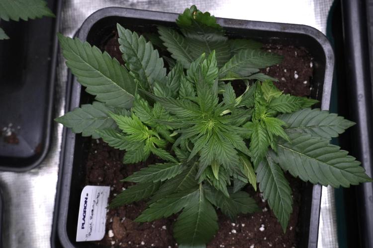 Pheno B Pink Rosay Auto By Zamnesia. Week 4 - Pink Rosay Auto