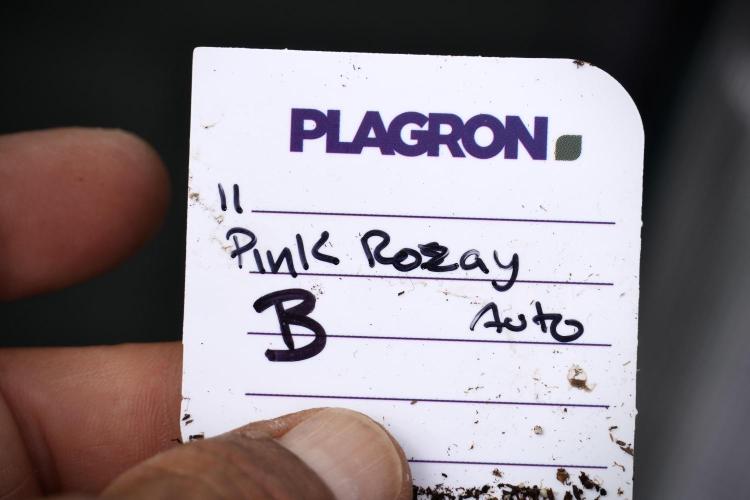 Pheno B Pink Rosay Auto By Zamnesia. Week 4 - Pink Rosay Auto