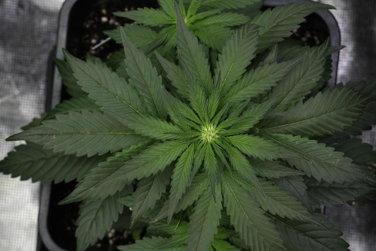 Pheno B Pink Rosay Auto By Zamnesia. Week 4 - Pink Rosay Auto