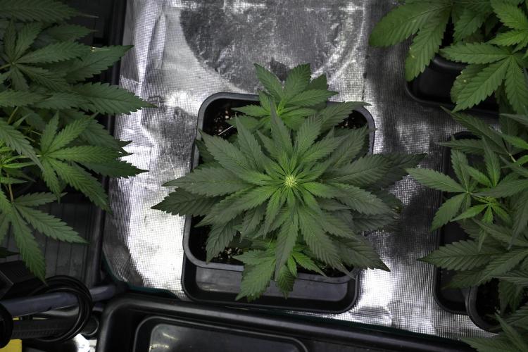 Pheno B Pink Rosay Auto By Zamnesia. Week 4 - Pink Rosay Auto