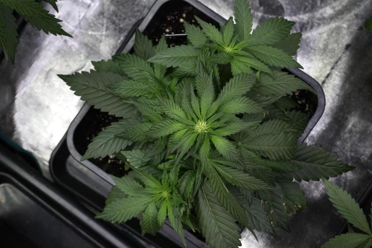 Pheno B Pink Rosay Auto By Zamnesia. Week 4 - Pink Rosay Auto