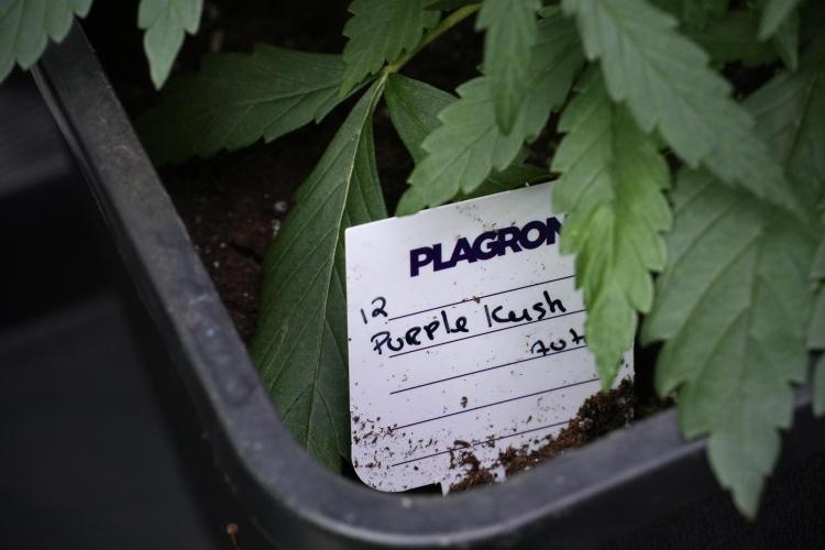 Purple CousKush Auto By Zamnesia Pheno A. Week 4 - Purple CousKush Auto Plant A