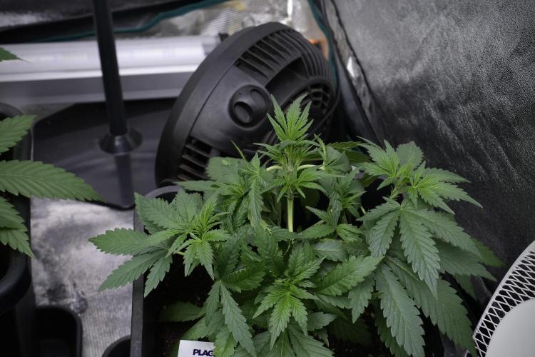 Purple CousKush Auto By Zamnesia Pheno A. Week 4 - Purple CousKush Auto Plant A