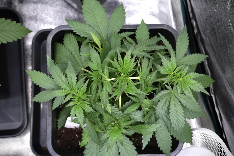 Purple CousKush Auto By Zamnesia Pheno A. Week 4 - Purple CousKush Auto Plant A