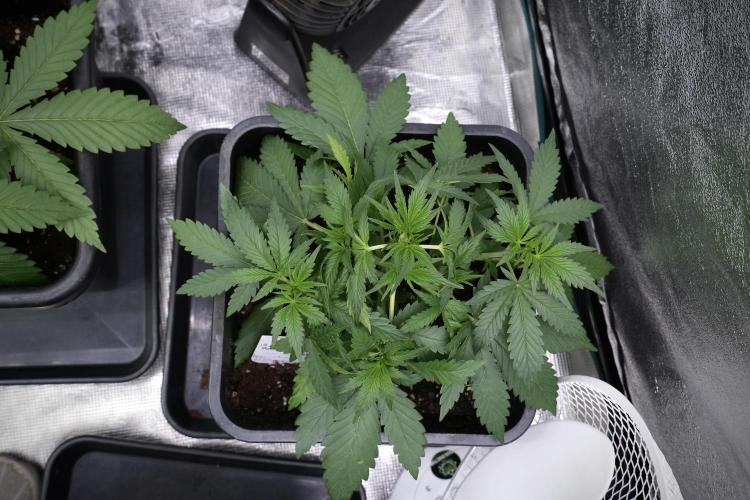 Purple CousKush Auto By Zamnesia Pheno A. Week 4 - Purple CousKush Auto Plant A