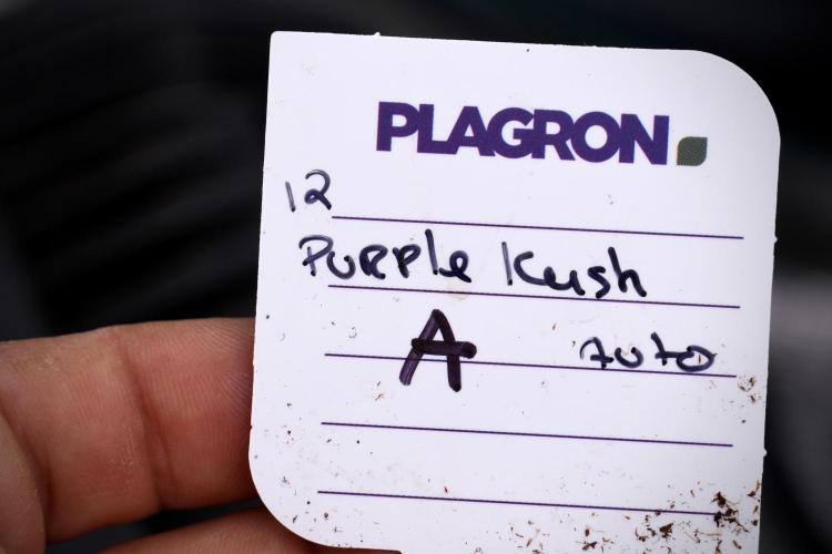 Purple CousKush Auto By Zamnesia Pheno A. Week 4 - Purple CousKush Auto Plant A