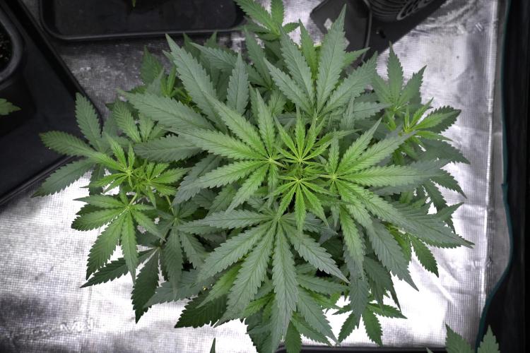 Purple CousKush Auto By Zamnesia Pheno A. Week 4 - Purple CousKush Auto Plant A