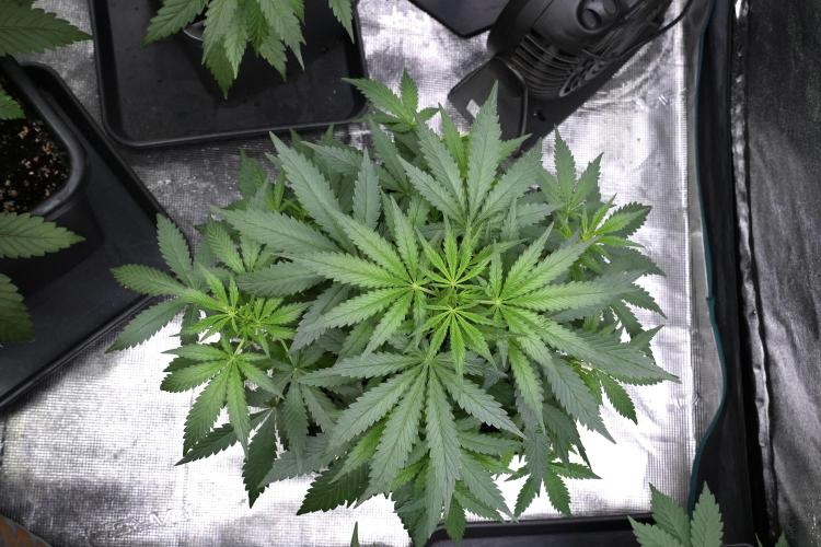 Purple CousKush Auto By Zamnesia Pheno A. Week 4 - Purple CousKush Auto Plant A