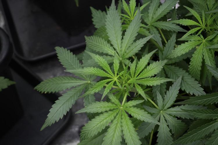 Purple CousKush Auto By Zamnesia Pheno A. Week 4 - Purple CousKush Auto Plant A