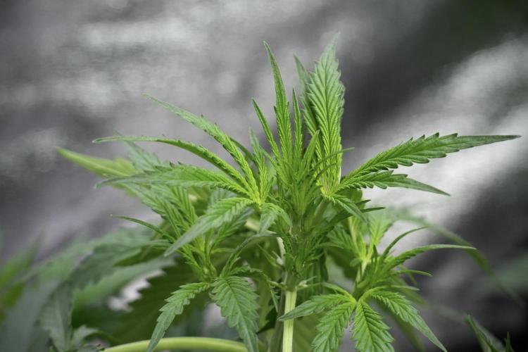 Purple CousKush Auto By Zamnesia Pheno A. Week 4 - Purple CousKush Auto Plant A