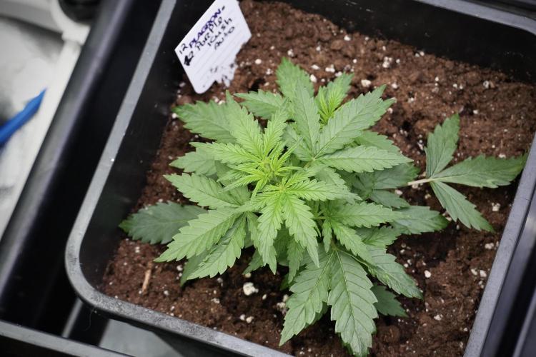 Pheno B Purple CousKush Auto By Zamnesia. Week 4 - Purple CousKush B bird view